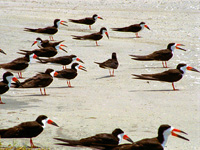 BlackSkimmers