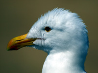 Gull Portrait