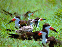 Immature Black Skimmer