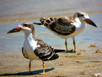 Juvenile Black Skimmers