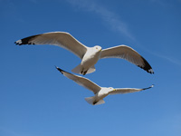 Ring-billed Gulls