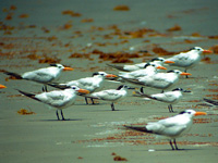 Terns