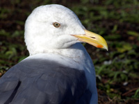 Western Gull