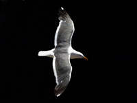 Western Gull in the Dark