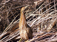 American Bittern Looking Sideways