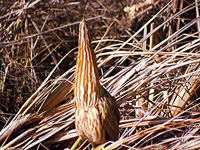 American Bittern Looking Up