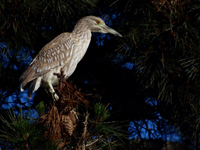 Black-crowned Night-heron Juvenile