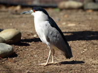 Black-crowned Night-heron