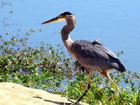 Great Blue Heron