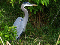 Great Blue Heron in the bushes