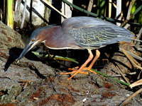 Green Heron