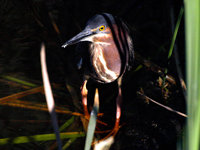 Green Heron in the shadows