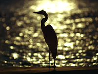 Heron Silhouette