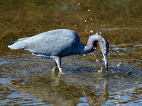 Little Blue Heron