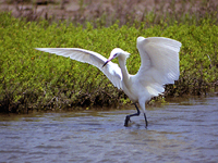 Reddish Egret - White Morph #1