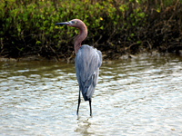 Reddish Egret