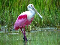 Roseate Spoonbill #1