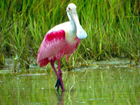 Roseate Spoonbill #2