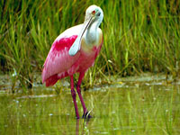 Roseate Spoonbill #3