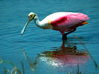 Roseate Spoonbill #4