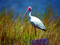 White Ibis #1