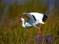 White Ibis #2