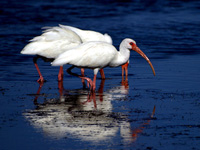 White Ibis #3