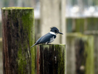 Belted Kingfisher (Male)