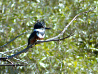 Belted Kingfisher (Female)