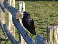 American Crow