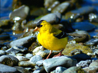 American Goldfinch