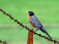 American Robin