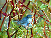 Blue-gray Gnatcatcher