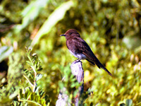 Black Phoebe