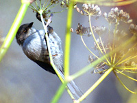 Bushtit