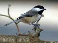 Carolina Chickadee