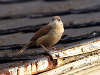 Carolina Wren