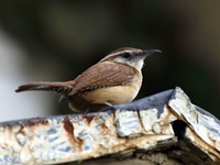 Carolina Wren #2