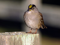 Golden-crowned Sparrow