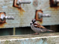 House Sparrow