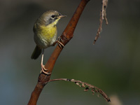 Juvenile Common Yellowthroat