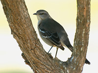 Northern Mockingbird