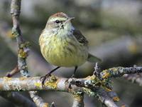 Palm Warbler