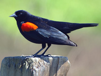 Red-winged Blackbird