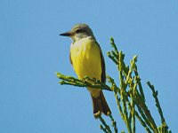 Tropical Kingbird