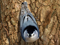 White-breasted Nuthatch