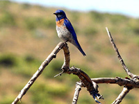 Western Bluebird