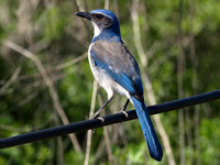 Western Scrub Jay