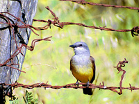 Western Kingbird