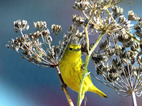 Yellow Warbler